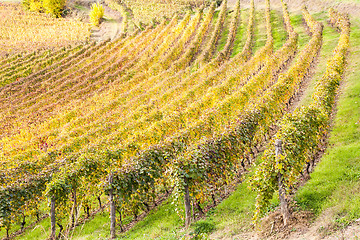 Image showing Italian Vineyard