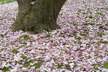 Image showing Carpet of Flowers