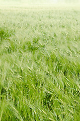 Image showing young wheat on farm land 