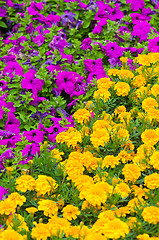 Image showing Background of multicolored flowers in summer  