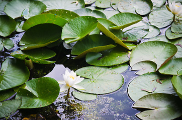 Image showing Water lilies flower in the pond  