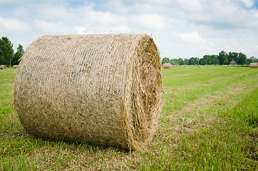 Image showing Round hay bales on a meadow