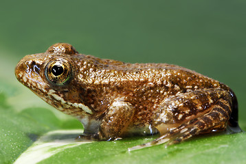 Image showing Tiny frog