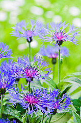 Image showing Beautiful cornflowers in the meadow, close-up