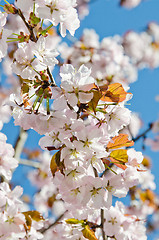 Image showing Oriental cherry blossoming in spring park