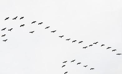 Image showing A flock of flying cranes in the sky  