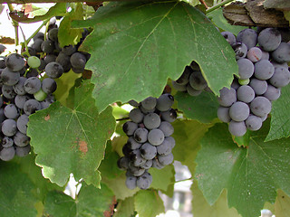 Image showing Grape vine