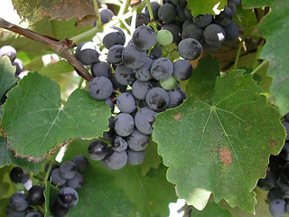 Image showing Red grapes