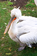 Image showing Pelican