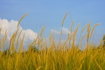 Image showing Wild grasses

