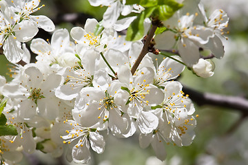 Image showing Apple flowers