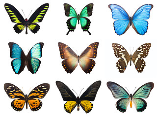 Image showing Tropical butterflies