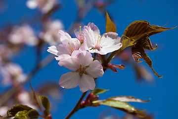 Image showing Cherry blossom