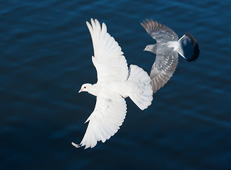 Image showing White pigeon