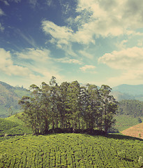 Image showing mountain tea plantation in India - vintage retro style