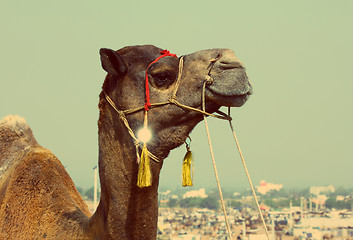 Image showing camel during festival in Pushkar - vintage retro style