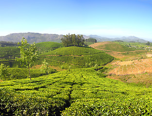 Image showing mountain tea plantation in India