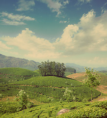 Image showing mountain tea plantation in India - vintage retro style