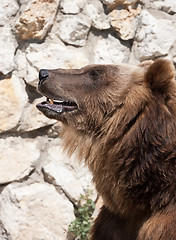 Image showing Bear