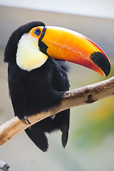 Image showing Toucan