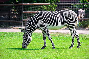 Image showing Zebra