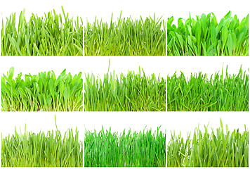 Image showing Green grass