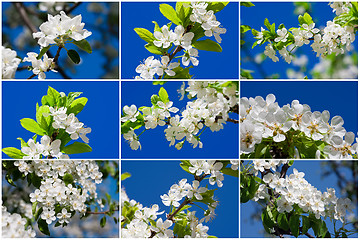 Image showing Apple flowers