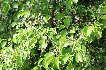 Image showing Blossoming tree of pear