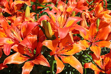 Image showing beautiful red lilies