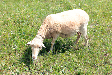 Image showing Sheep grazing on a grass