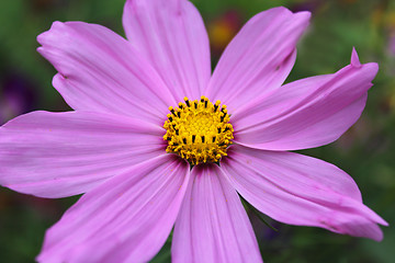 Image showing beautiful flower of red Dahlia