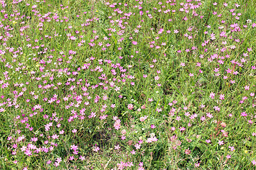 Image showing flower of red wild carnation