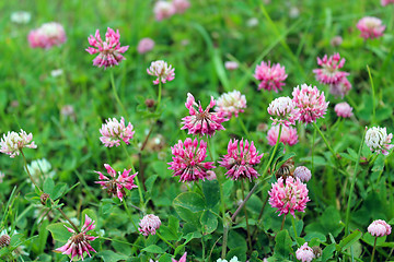 Image showing Pink flowers of clover