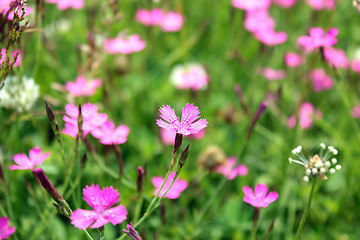 Image showing flower of red wild carnation