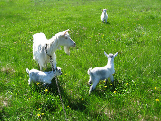 Image showing Goat and kids on a pasture