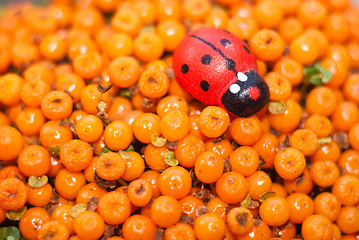 Image showing ladybug