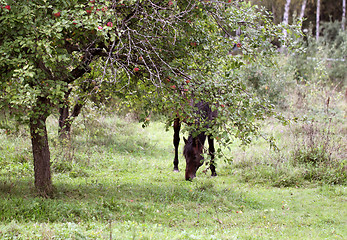 Image showing Black horse walks in apple