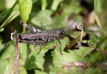 Image showing Brown grasshopper in the grass