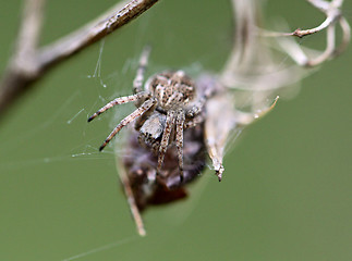 Image showing Small spider krestovik