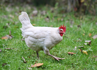 Image showing White chicken walking on green field