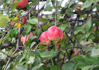 Image showing Apples weigh on the tree