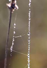 Image showing Spider web with water drops