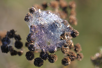 Image showing Spider web with water drops