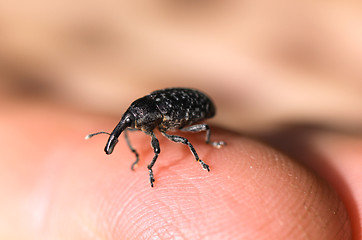 Image showing Small elephant beetle