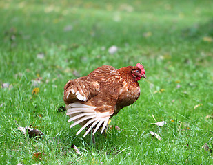 Image showing color walking on green field