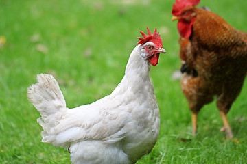 Image showing White chicken walking on green field