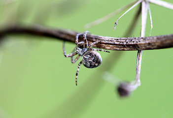 Image showing Small spider krestovik