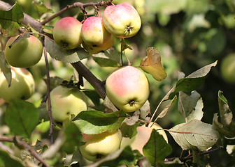Image showing Apples weigh on the tree