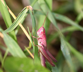 Image showing Pink grasshopper in the grass