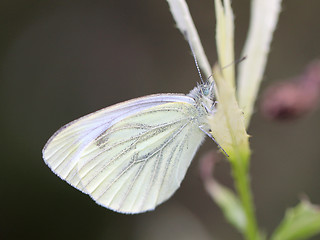 Image showing White butterfly on a branch